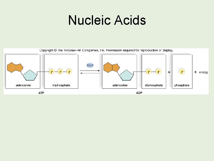 Nucleic Acids 
