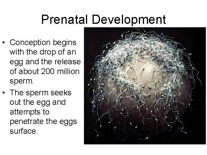 Prenatal Development • Conception begins with the drop of an egg and the release