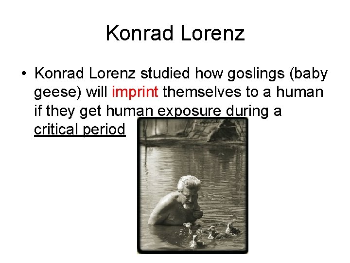 Konrad Lorenz • Konrad Lorenz studied how goslings (baby geese) will imprint themselves to