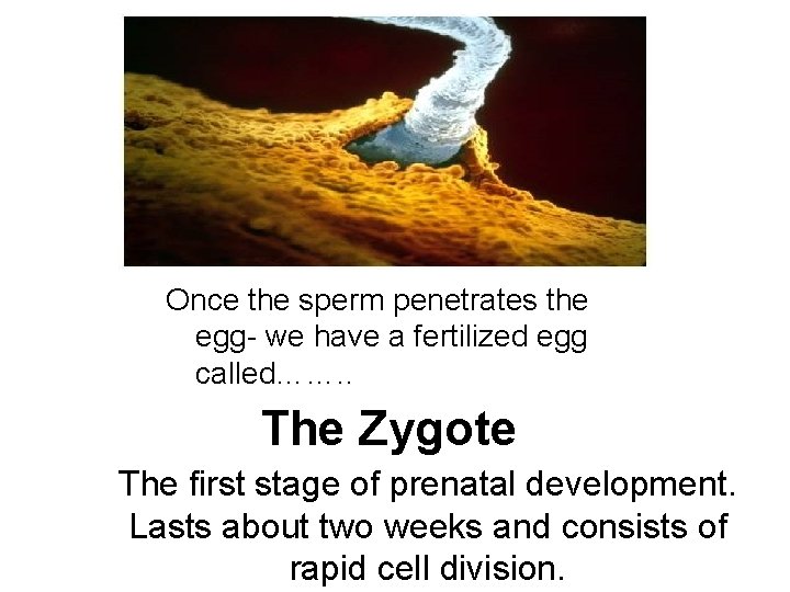 Once the sperm penetrates the egg- we have a fertilized egg called……. . The
