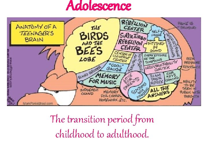 Adolescence The transition period from childhood to adulthood. 