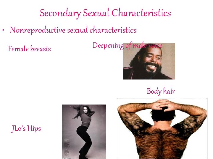 Secondary Sexual Characteristics • Nonreproductive sexual characteristics Female breasts Deepening of male voice Body