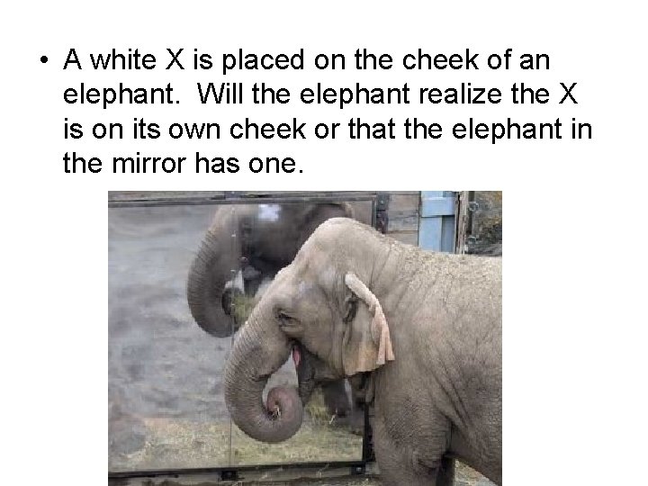  • A white X is placed on the cheek of an elephant. Will