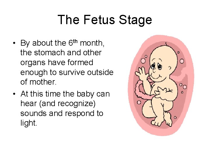 The Fetus Stage • By about the 6 th month, the stomach and other