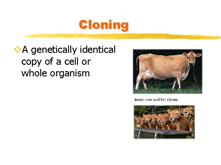 Cloning v. A genetically identical copy of a cell or whole organism 