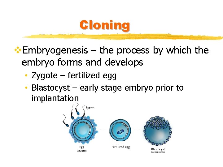 Cloning v. Embryogenesis – the process by which the embryo forms and develops •