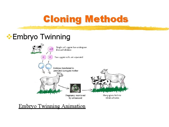 Cloning Methods v. Embryo Twinning Animation 