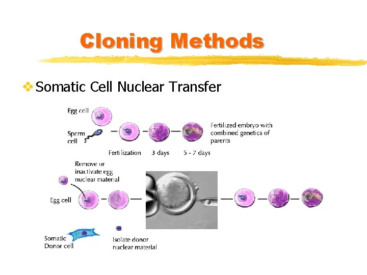 Cloning Methods v Somatic Cell Nuclear Transfer 