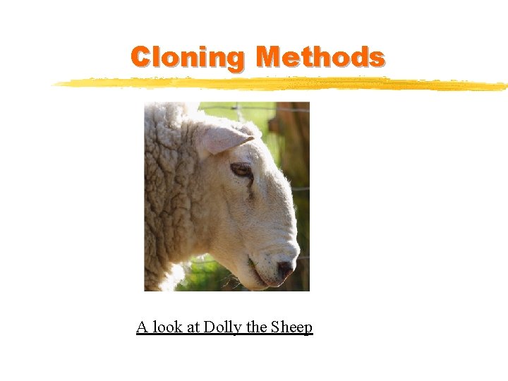 Cloning Methods A look at Dolly the Sheep 