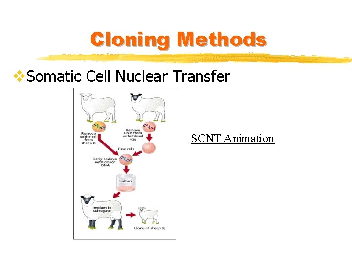 Cloning Methods v. Somatic Cell Nuclear Transfer SCNT Animation 