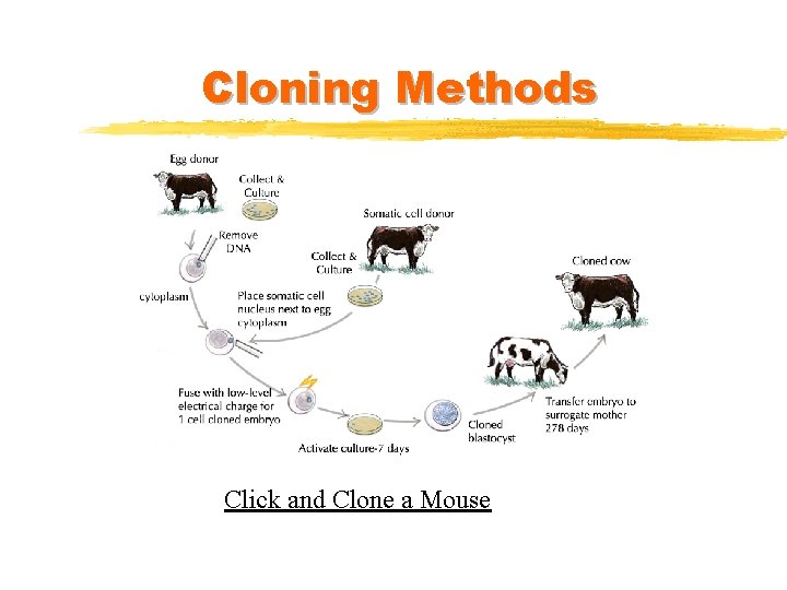 Cloning Methods Click and Clone a Mouse 