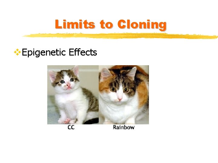 Limits to Cloning v. Epigenetic Effects 