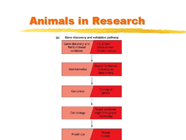 Animals in Research 