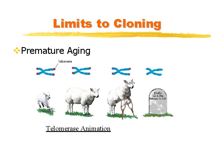 Limits to Cloning v. Premature Aging Telomerase Animation 