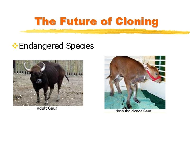 The Future of Cloning v. Endangered Species 