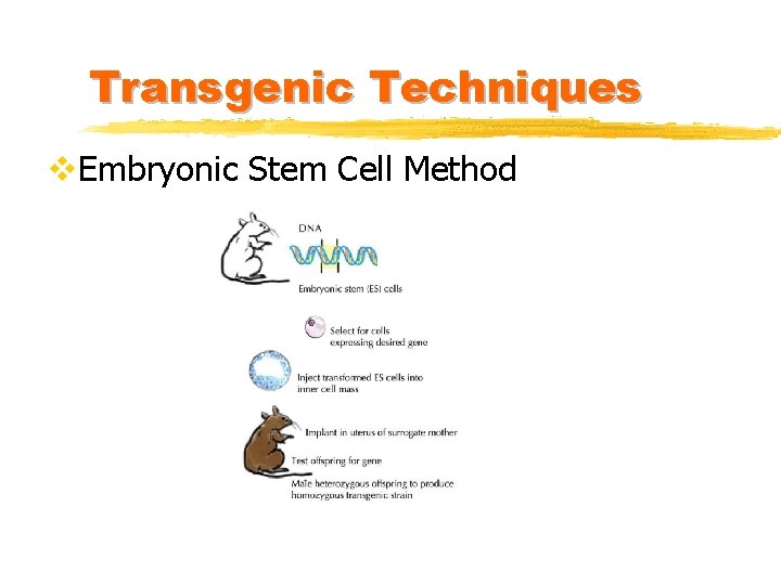 Transgenic Techniques v. Embryonic Stem Cell Method 