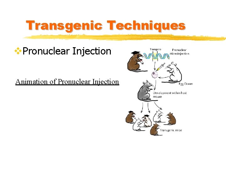 Transgenic Techniques v. Pronuclear Injection Animation of Pronuclear Injection 