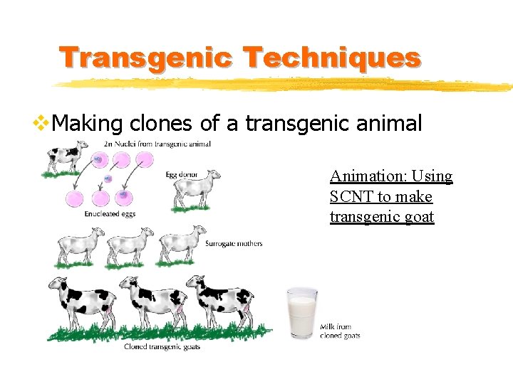 Transgenic Techniques v. Making clones of a transgenic animal Animation: Using SCNT to make