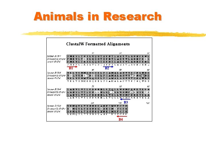 Animals in Research B 1 B 2 B 3 B 4 