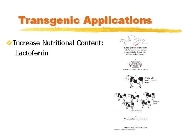 Transgenic Applications v Increase Nutritional Content: Lactoferrin 