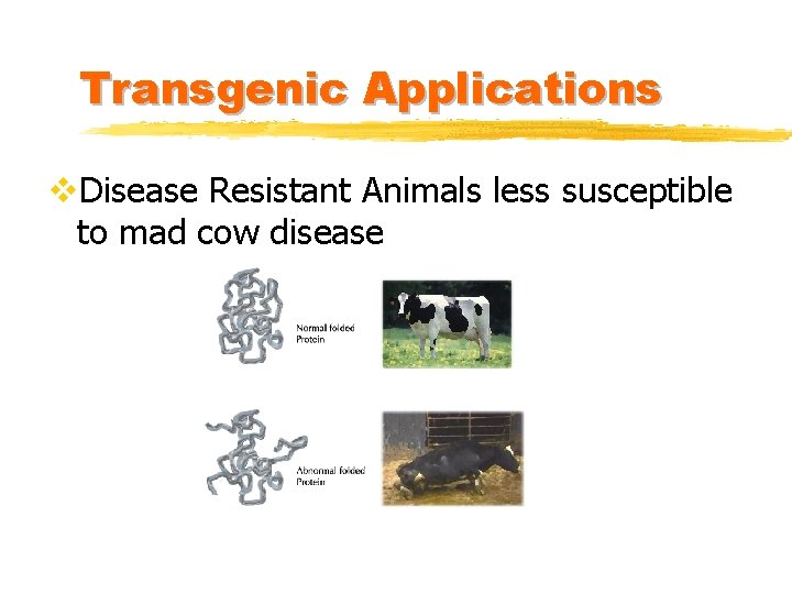 Transgenic Applications v. Disease Resistant Animals less susceptible to mad cow disease 