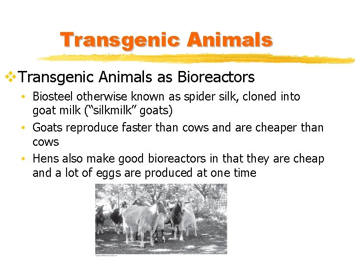 Transgenic Animals v. Transgenic Animals as Bioreactors • Biosteel otherwise known as spider silk,