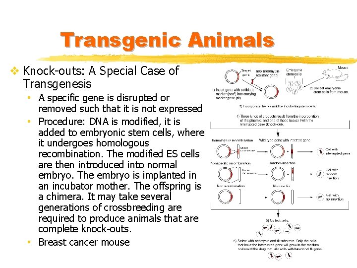 Transgenic Animals v Knock-outs: A Special Case of Transgenesis • A specific gene is