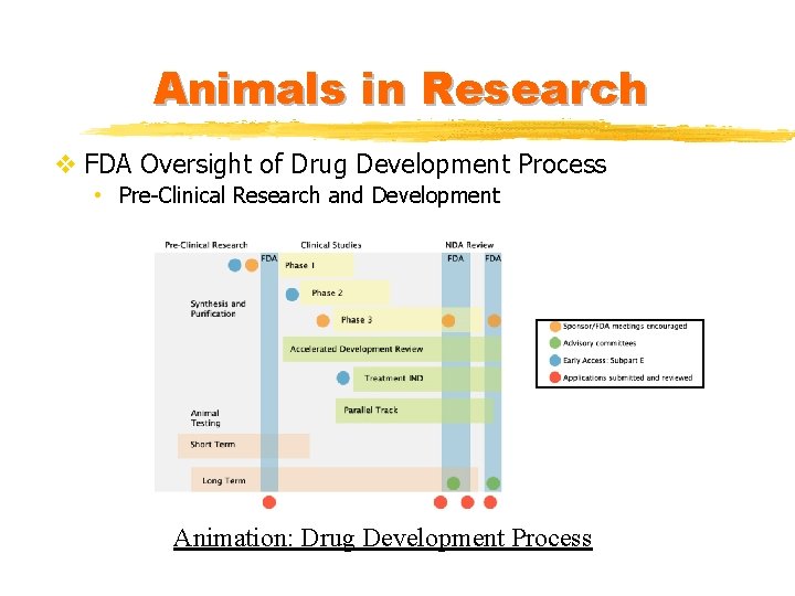 Animals in Research v FDA Oversight of Drug Development Process • Pre-Clinical Research and