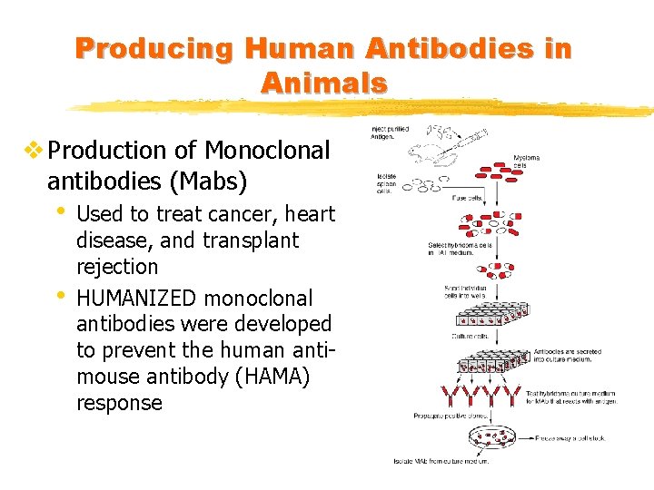Producing Human Antibodies in Animals v Production of Monoclonal antibodies (Mabs) • • Used