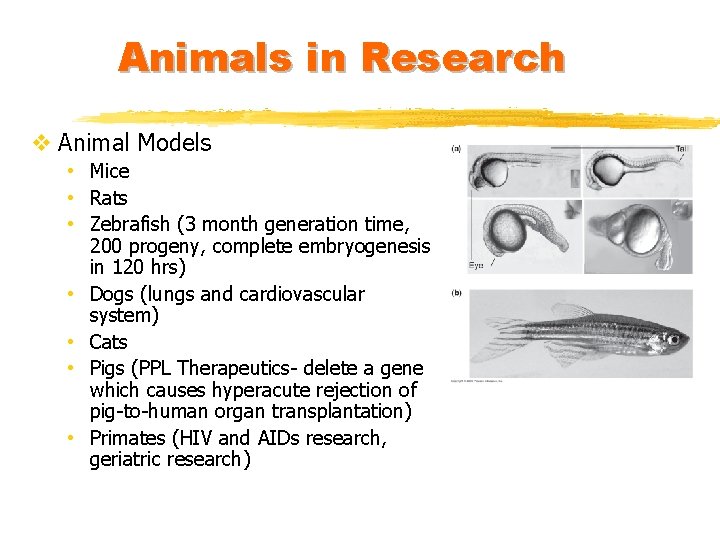 Animals in Research v Animal Models • Mice • Rats • Zebrafish (3 month