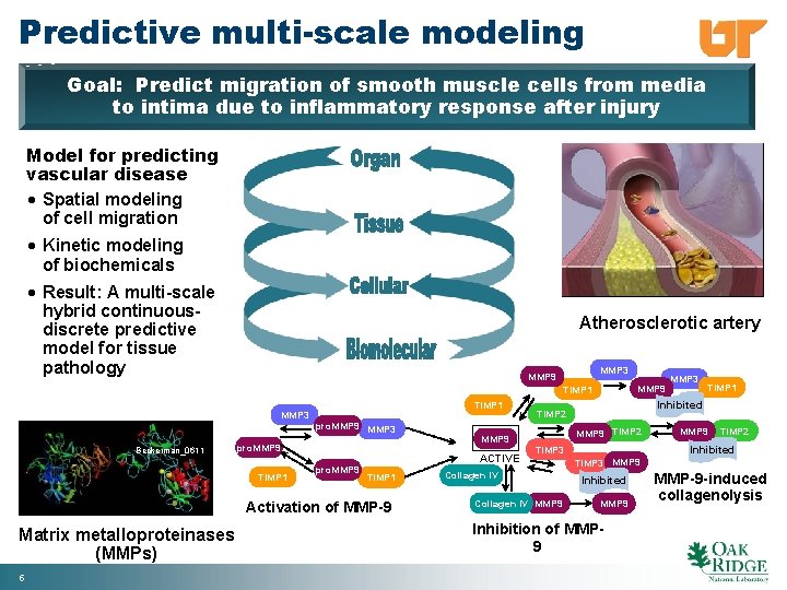 Predictive multi-scale modeling Goal: Predict migration of smooth muscle cells from media to intima