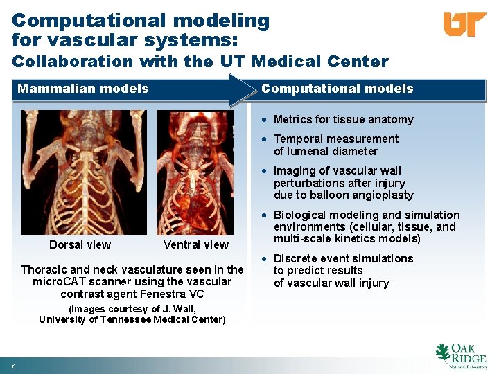 Computational modeling for vascular systems: Collaboration with the UT Medical Center Mammalian models Computational