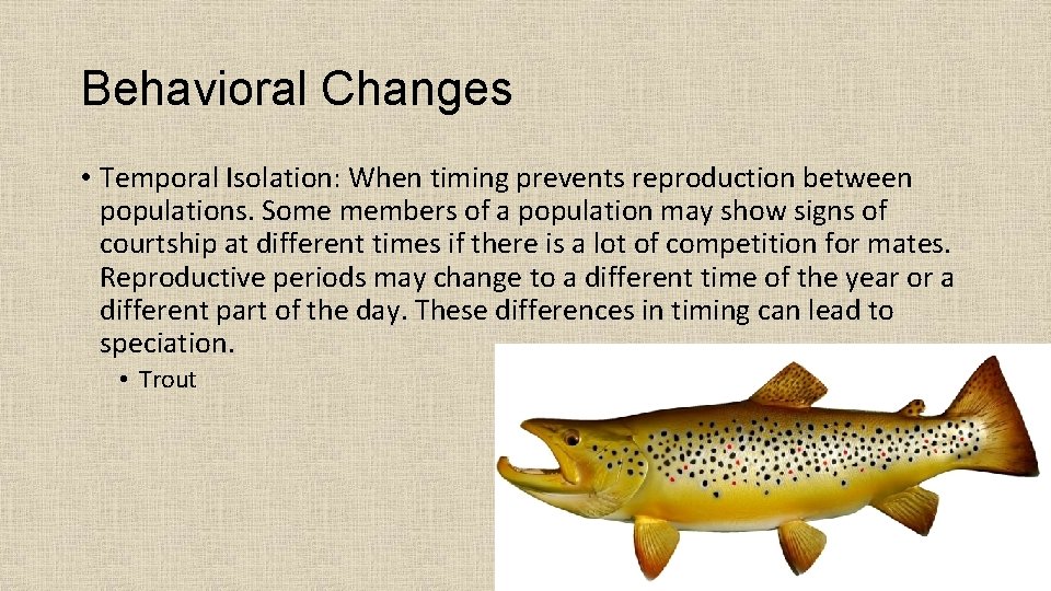 Behavioral Changes • Temporal Isolation: When timing prevents reproduction between populations. Some members of
