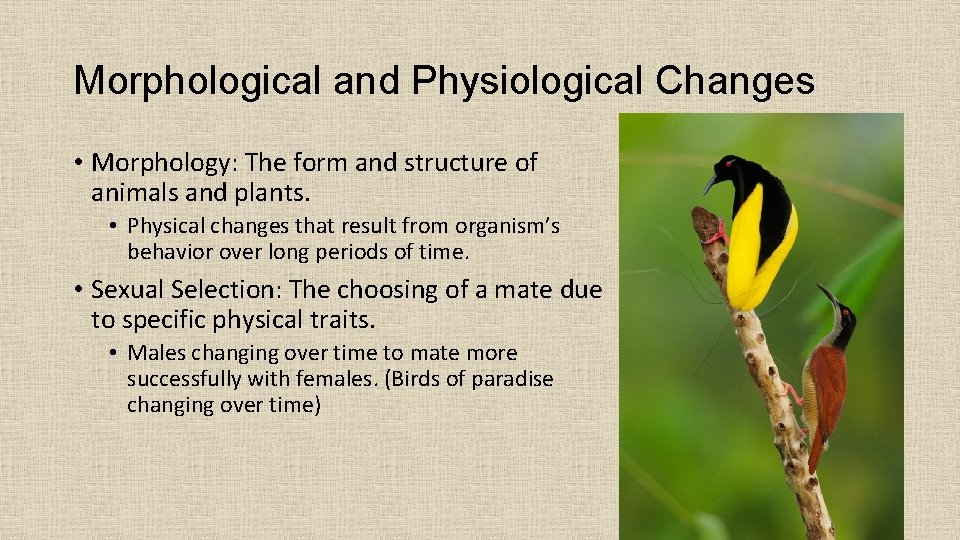 Morphological and Physiological Changes • Morphology: The form and structure of animals and plants.