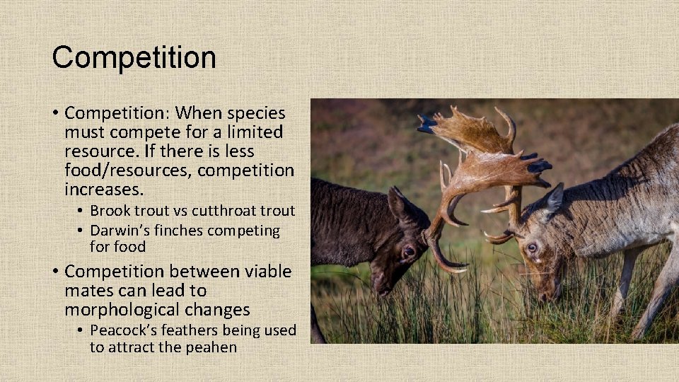 Competition • Competition: When species must compete for a limited resource. If there is