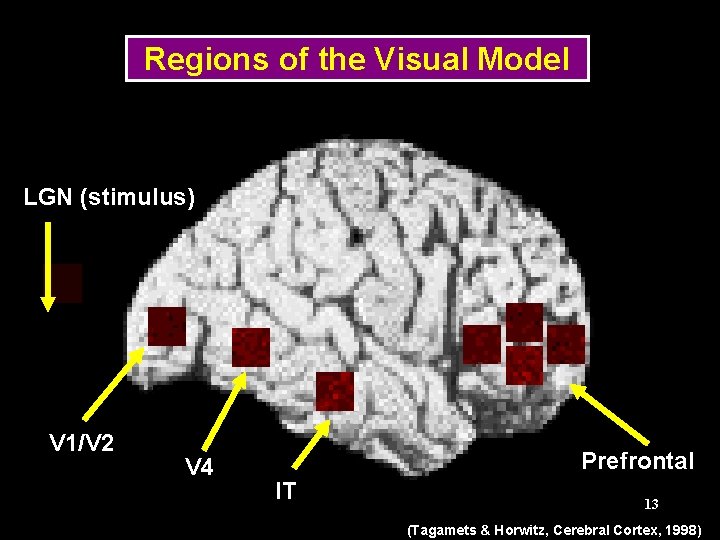 Regions of the Visual Model LGN (stimulus) V 1/V 2 V 4 Prefrontal IT