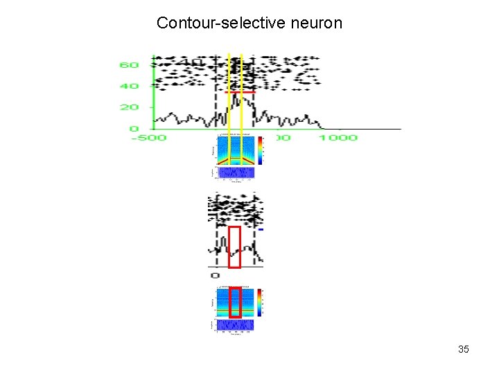 Contour-selective neuron 35 
