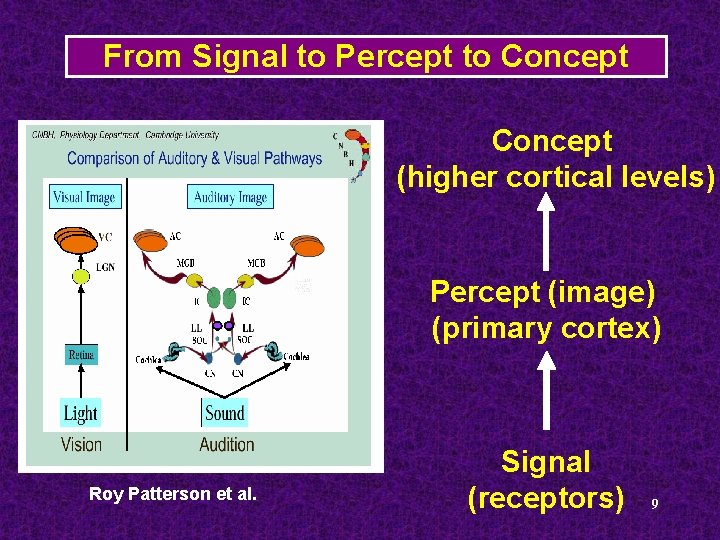From Signal to Percept to Concept (higher cortical levels) Percept (image) (primary cortex) Roy