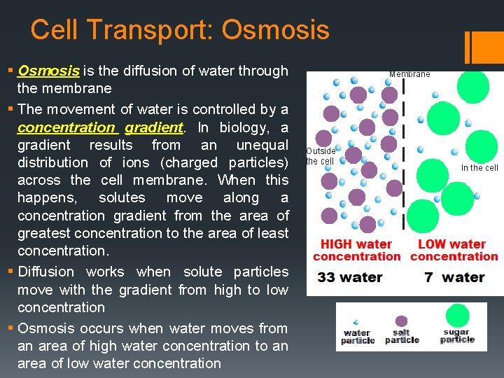 Cell Transport: Osmosis § Osmosis is the diffusion of water through the membrane §