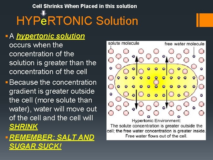 Cell Shrinks When Placed in this solution HYPe. RTONIC Solution § A hypertonic solution