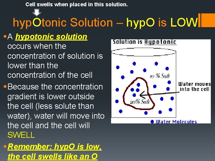 Cell swells when placed in this solution. hyp. Otonic Solution – hyp. O is