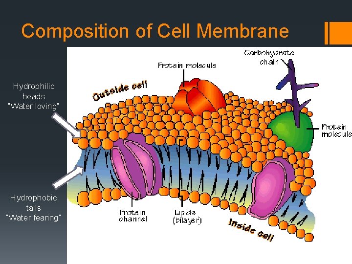 Composition of Cell Membrane Hydrophilic heads “Water loving” Hydrophobic tails “Water fearing” 