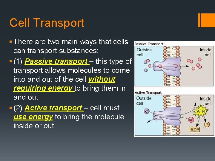 Cell Transport § There are two main ways that cells can transport substances: §