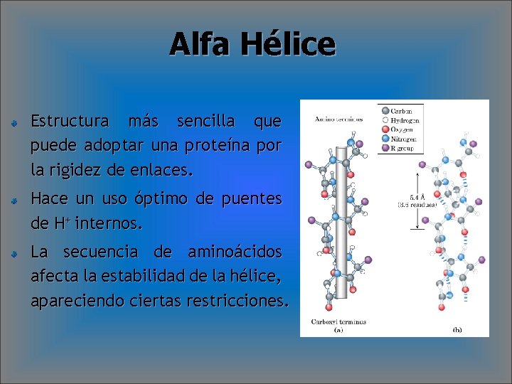 Alfa Hélice Estructura más sencilla que puede adoptar una proteína por la rigidez de