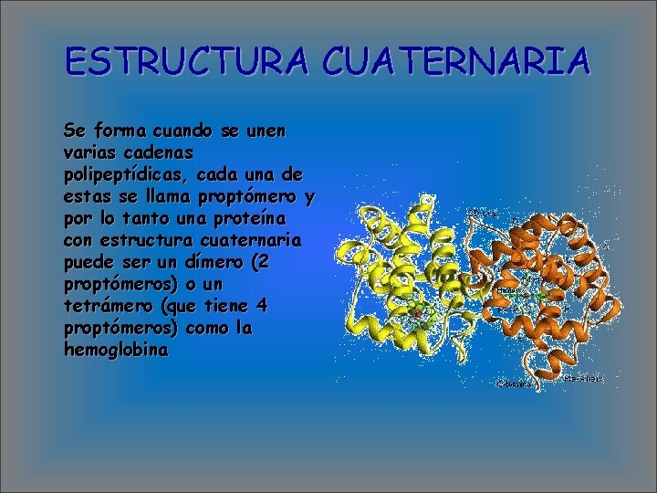 ESTRUCTURA CUATERNARIA Se forma cuando se unen varias cadenas polipeptídicas, cada una de estas