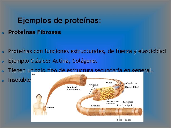 Ejemplos de proteínas: Proteínas Fibrosas Proteínas con funciones estructurales, de fuerza y elasticidad Ejemplo