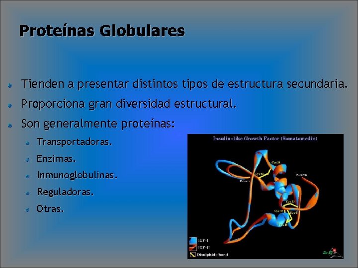 Proteínas Globulares Tienden a presentar distintos tipos de estructura secundaria. Proporciona gran diversidad estructural.