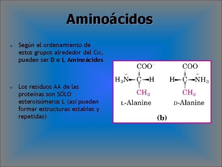 Aminoácidos Según el ordenamiento de estos grupos alrededor del Ca, pueden ser D o