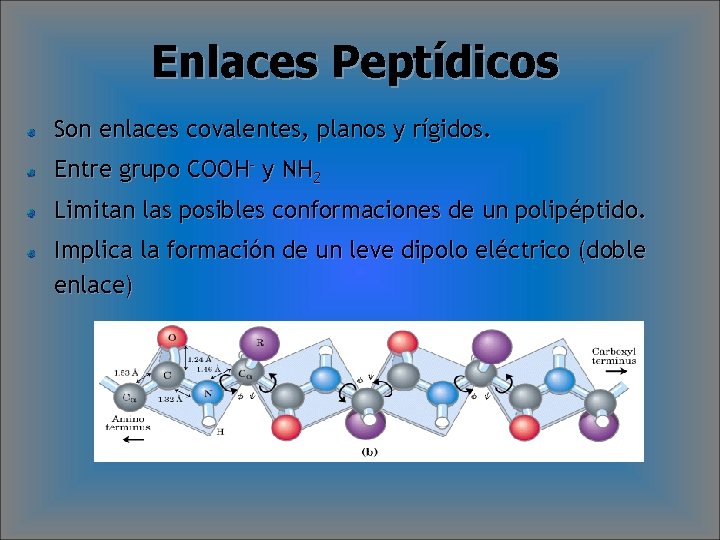 Enlaces Peptídicos Son enlaces covalentes, planos y rígidos. Entre grupo COOH- y NH 2