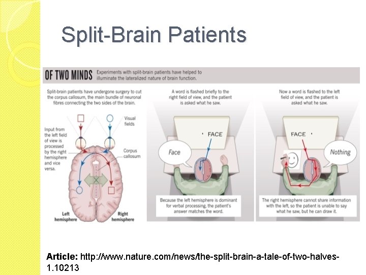 Split-Brain Patients Article: http: //www. nature. com/news/the-split-brain-a-tale-of-two-halves 1. 10213 